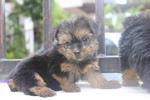 Adorable Silky Terrier Puppy  - Silky Terrier Dog