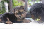 Adorable Silky Terrier Puppy  - Silky Terrier Dog