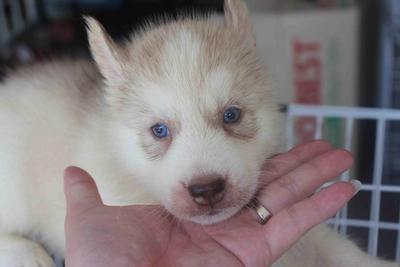 Light Red Color Siberian Husky Pupp - Siberian Husky Dog