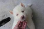 Full White Siberian Husky Puppy  - Siberian Husky Dog