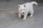 Full White Siberian Husky Puppy  - Siberian Husky Dog