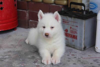 Full White Siberian Husky Puppy  - Siberian Husky Dog