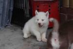 Full White Siberian Husky Puppy  - Siberian Husky Dog