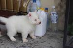 Full White Siberian Husky Puppy  - Siberian Husky Dog