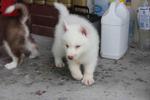 Full White Siberian Husky Puppy  - Siberian Husky Dog