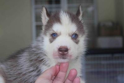 Red Copper Female Siberian Husky - Siberian Husky Dog