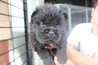 Black Chow Puppy With Mka Cert - Chow Chow Dog