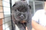 Black Chow Puppy With Mka Cert - Chow Chow Dog