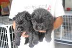 Black Chow Puppy With Mka Cert - Chow Chow Dog