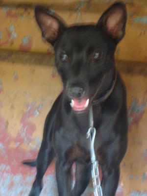 Lucky - Mixed Breed Dog