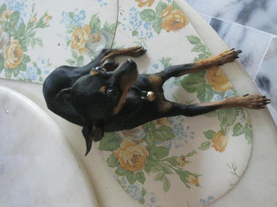 Miniature Pinscher - Miniature Pinscher Dog