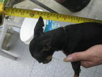 Miniature Pinscher - Miniature Pinscher Dog