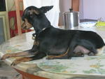 Miniature Pinscher - Miniature Pinscher Dog