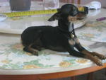 Miniature Pinscher - Miniature Pinscher Dog