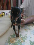 Miniature Pinscher - Miniature Pinscher Dog