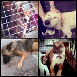 Rescued Pups Or Dogs - Mixed Breed Dog