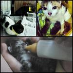 Rescued Kittens And Cats - Domestic Short Hair + Domestic Medium Hair Cat