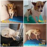 4 Cute Young Adult Dogs - Mixed Breed Dog