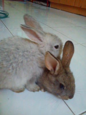 2 Baby Rabbit Mix Anggora (Sangkar) - Angora Rabbit Rabbit