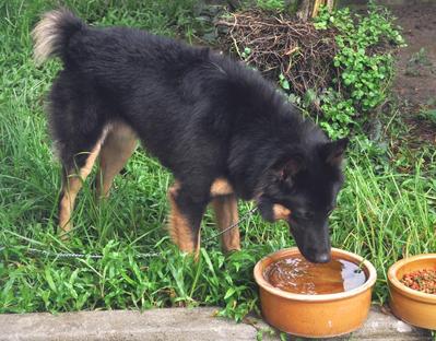 Ruckus - German Shepherd Dog Mix Dog