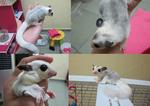 Soraya - Sugar Glider Small & Furry