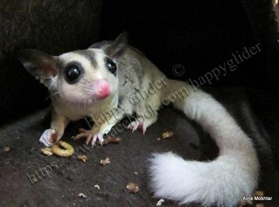 Beckah - Sugar Glider Small & Furry