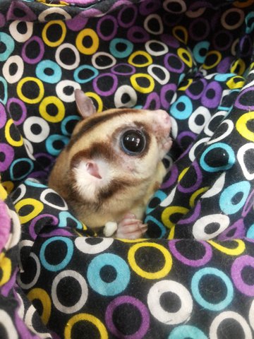 Jaiden - Sugar Glider Small & Furry