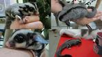 Eve - Sugar Glider Small & Furry