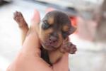 Mini Pinscher  - Miniature Pinscher Dog