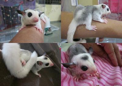 Lucius - Sugar Glider Small & Furry