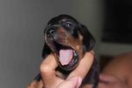 Daschund Puppy - Dachshund Dog