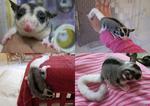 Celia-lost - Sugar Glider Small & Furry