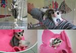 Syrus - Sugar Glider Small & Furry