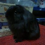 Hl - Holland Lop Rabbit