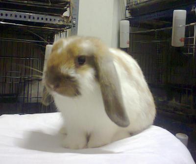 Hl - Holland Lop Rabbit