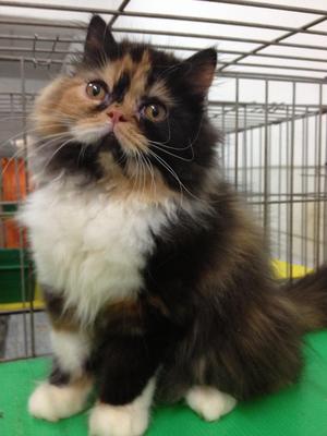 Female Solid Calico Flatface  - Persian Cat
