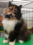 Female Solid Calico Flatface  - Persian Cat