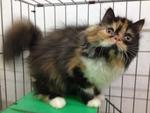 Female Solid Calico Flatface  - Persian Cat