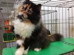 Female Solid Calico Flatface  - Persian Cat