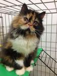 Female Solid Calico Flatface  - Persian Cat