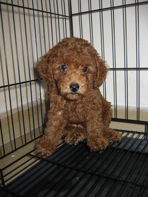 Red Male Toy Poodle Puppy - Poodle Dog