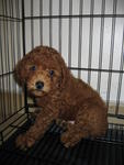 Red Male Toy Poodle Puppy - Poodle Dog