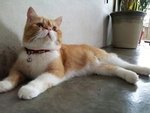 Nouvelle (Red White Exotic Shorthair)