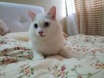 Neige Oct 2013 (White Persian + Turkish Angora)