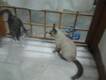 3 Sekawan - Domestic Medium Hair + Domestic Short Hair Cat