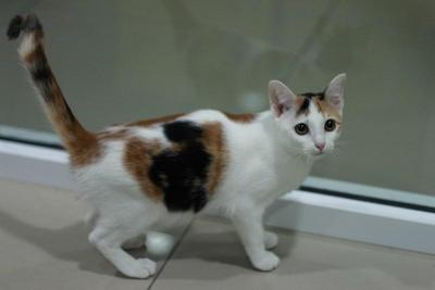 Peaches - Domestic Short Hair Cat