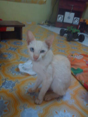 Chiko - Siamese Cat