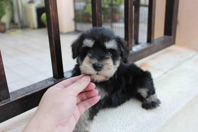 Black &amp; Silver M.schnauzer Puppy  - Schnauzer Dog