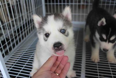 Grey White Bi Eyes Husky Puppy - Siberian Husky Dog