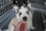 Grey White Bi Eyes Husky Puppy - Siberian Husky Dog